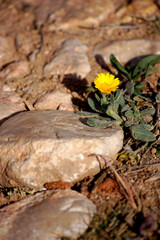 Yellow flower of wild calendula (Calendula arvensis)