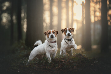 jack russell terrier