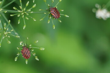 Brown bugs