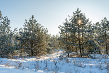 Edge of a coniferous winter forest during sunset with the sun and rays against the blue sky. Northern winter landscape
