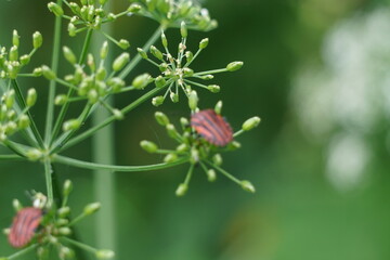 Brown bugs