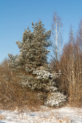 A lonely snow-covered pine tree among ordinary trees and bushes. Clear winter day with blue sky