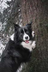 border collie dog
