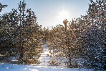 Edge of a coniferous winter forest during sunset with the sun and rays against the blue sky. Northern winter landscape