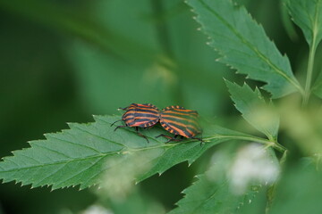 Brown bugs