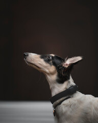 borzoi puppy
