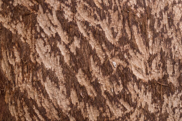A beaver teeth marks on a tree close up. Natural texture as a background