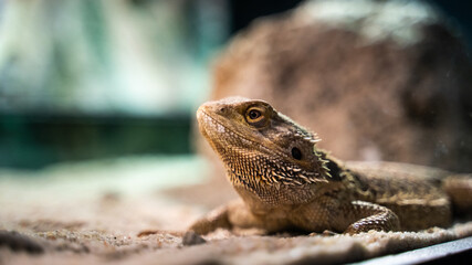 Close up shot of a small agama lizard in a terrarium on a blurry background