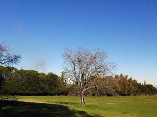 Obraz premium scenico panorama del parco dell'Appia Antica a Roma