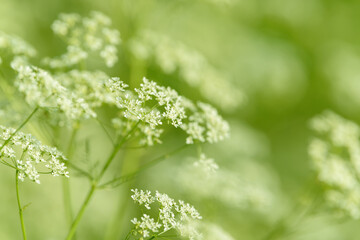 Anise flower field. Food and drinks ingredient. Fresh medicinal plant. Seasonal background. Blooming anise field background on summer sunny day.