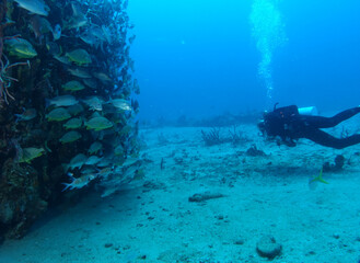 Diving at the Royal Mail Steamer Rhone sank 1867, Island Salt, British Virgin Island, Caribbean wreck dive, Fun diving with beautiful fishes