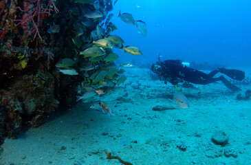 Diving at the Royal Mail Steamer Rhone sank 1867, Island Salt, British Virgin Island, Caribbean wreck dive, Fun diving with beautiful fishes