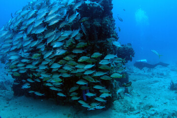 Diving at the Royal Mail Steamer Rhone sank 1867, Island Salt, British Virgin Island, Caribbean wreck dive, Fun diving with beautiful fishes