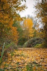 Gefärbtes Laub im Herbst