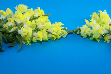 Beautiful yellow flowers. A bouquet of bright flowers on a blue background. Copy space