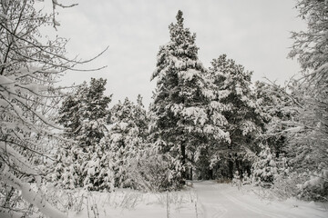 Ski trail among snow-covered fir trees