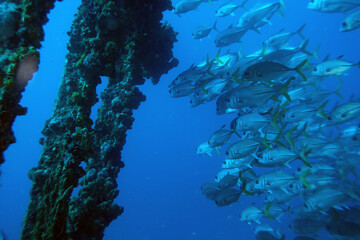 Diving at the Royal Mail Steamer Rhone sank 1867, Island Salt, British Virgin Island, Caribbean wreck dive, Fun diving with beautiful fishes