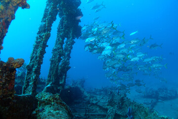 Diving at the Royal Mail Steamer Rhone sank 1867, Island Salt, British Virgin Island, Caribbean wreck dive, Fun diving with beautiful fishes
