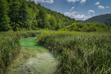 Beautiful turquoise coloured river surrounded by tall reeds and green lush forest, Plitvice Lakes National Park UNESCO World Heritage in Croatia
