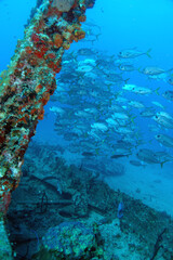Diving at the Royal Mail Steamer Rhone sank 1867, Island Salt, British Virgin Island, Caribbean wreck dive, Fun diving with beautiful fishes