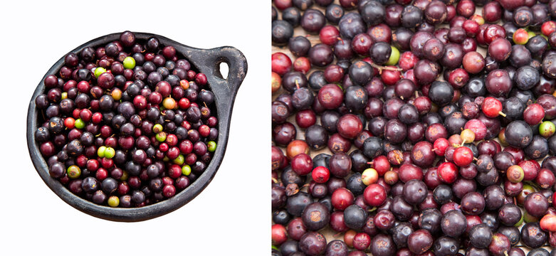 Vaccinium meridionale tropical fruit of the agraz