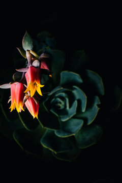 Details of a suculent flower