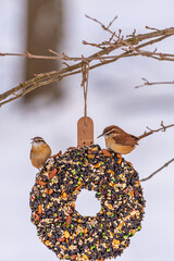 Pair of wren birds perched on bird seed suet feeder in woods in winter