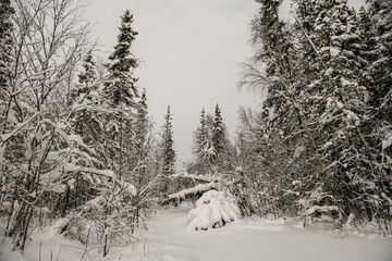 Snow-covered forest