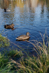 ducks swim on a blue lake lit by sunlight