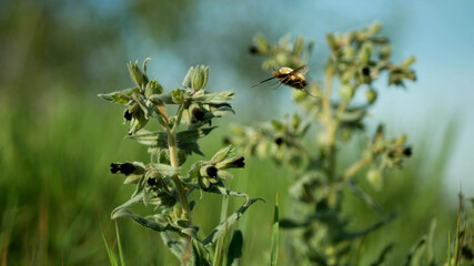Monkswort flower plant flowering Nonea pulla canescens blossom bloom inflorescence dark purple, pollinates bee fly or dark-edged black-tailed bee-fly Bombylius major stepp meadow