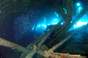 Diving at the Royal Mail Steamer Rhone sank 1867, Island Salt, British Virgin Island, Caribbean wreck dive, Fun diving with beautiful fishes