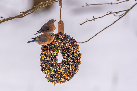 Eastern Bluebirds perched on bird seed wreath on bare tree branch in winter