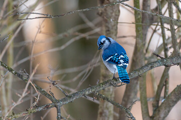 Blue jay bird perched on bare tree branches in forest in winter