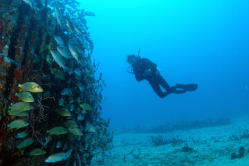 Fototapeta premium Diving at the Royal Mail Steamer Rhone sank 1867, Island Salt, British Virgin Island, Caribbean wreck dive, Fun diving with beautiful fishes