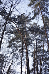 pine branches lit by the sun against the blue sky