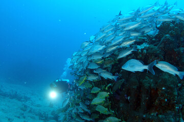Diving at the Royal Mail Steamer Rhone sank 1867, Island Salt, British Virgin Island, Caribbean wreck dive, Fun diving with beautiful fishes