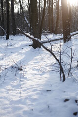 white snow in the forest lit by the daytime sun