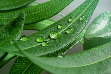 Green leaves with water dew drops. Macro Photography. Background for Bio Products, Eco Friendly concept. Decorative Natural Arrangement