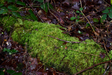 Closeup of moss on a log in the wood, England