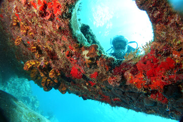 Diving at the Royal Mail Steamer Rhone sank 1867, Island Salt, British Virgin Island, Caribbean wreck dive, Fun diving with beautiful fishes © Romeo