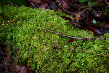 Closeup of moss on a log, England