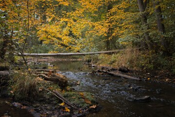 Bach durch herbstlichen Wald mit umgefallenem baum