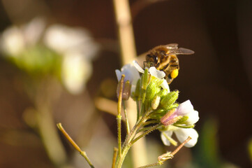 Bee seeks nectar from flowers on an Arabidopsis (Arabidopsis thaliana)