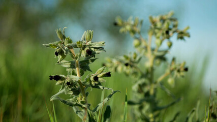 Monkswort flower plant flowering Nonea pulla canescens blossom bloom inflorescence dark purple, stepp meadow herbaceous herbanature reserve, vegetation