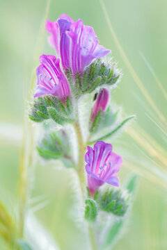 Viborera, lenguaza - Flores del mediterr&aacute;neo, Murcia (Espa&ntilde;a)