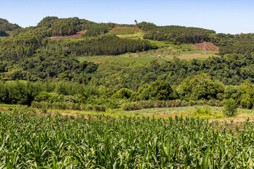 Forest and farm fields