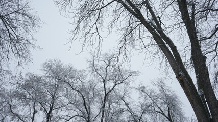 snow covered branches of tree