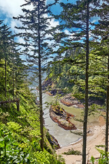 View from a path through Cape Disappointment State Park down to Dead Man's Cove. Long Beach, Washington