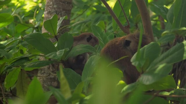 adorable red monkey sit near adult primate raises head and smiles against lush green tropical forest trees slow motion. Concept tropical primate life