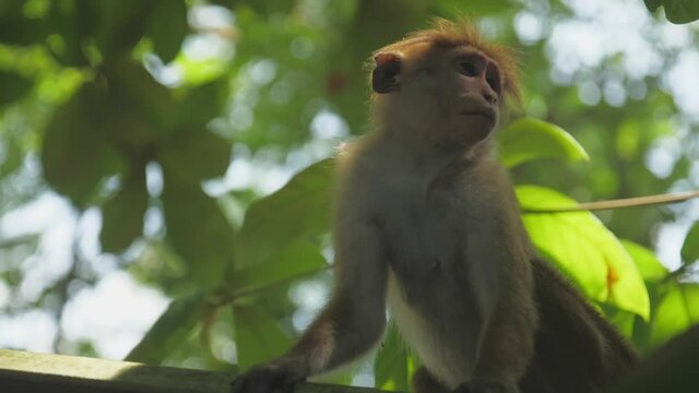 monkey with short fur sits on roof and enjoys eating red apple against green trees on sunny day closeup slow motion. Concept tropical primate life